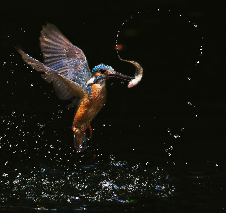 内科赵丽娟拍摄的《收获》获自然环境类单幅二等奖